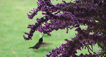 hummer